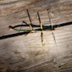 Meet your Posher, William